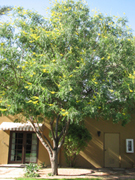 Cascalote-Caesalpinia